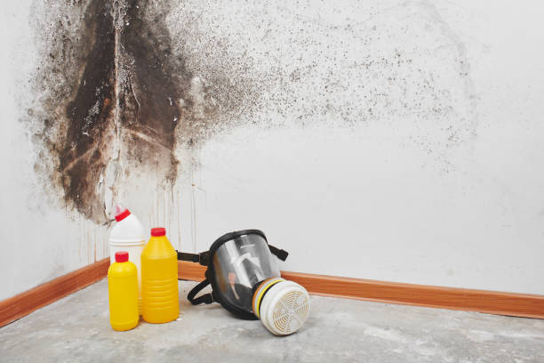 Best Local Mold Removal Service  in Ord, NE