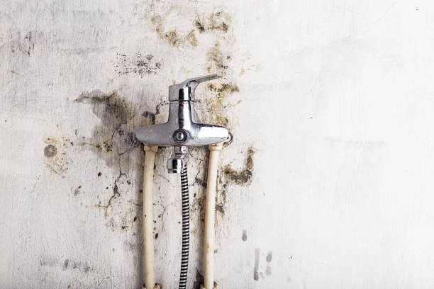 Best Certified Mold Removal  in Ord, NE
