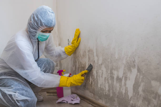 Best Professional Mold Removal  in Ord, NE