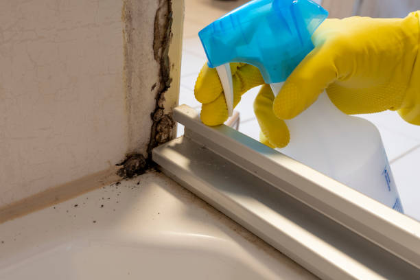 Best Attic Mold Removal  in Ord, NE