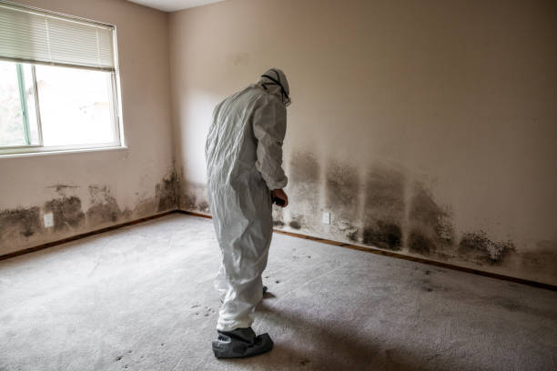 Best Mold Cleaning Services  in Ord, NE